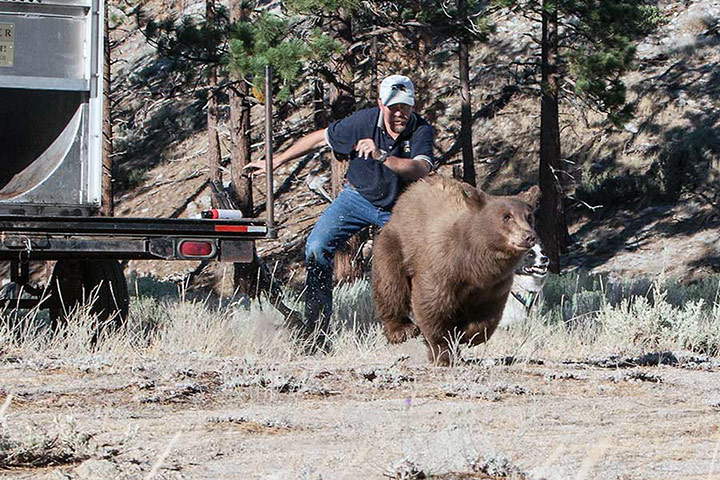 Clown Without Borders: BEARS CAUGHT-CARSON VALLEY