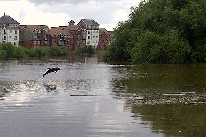 Clown Without Borders: Dolphin spotted in River Dee
