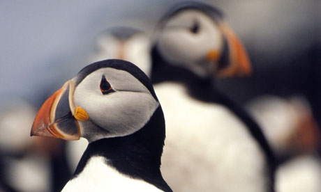 Puffins