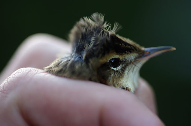 Recording Birds: Birds Are Recorded At One Of The Worlds Largest Ringing Stations