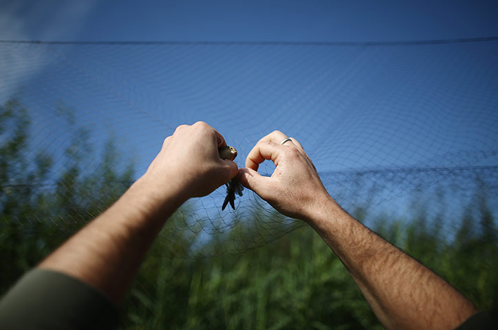 Recording Birds: Birds Are Recorded At One Of The Worlds Largest Ringing Stations