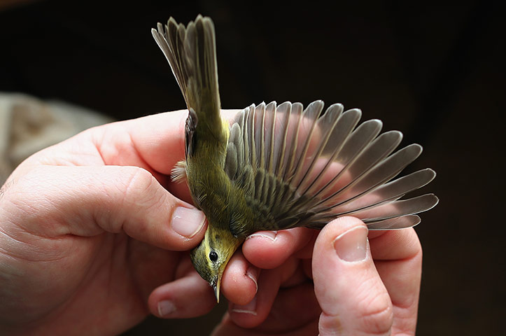 Recording Birds: Birds Are Recorded At One Of The Worlds Largest Ringing Stations