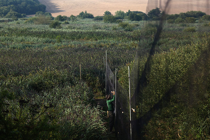 Recording Birds: Birds Are Recorded At One Of The Worlds Largest Ringing Stations