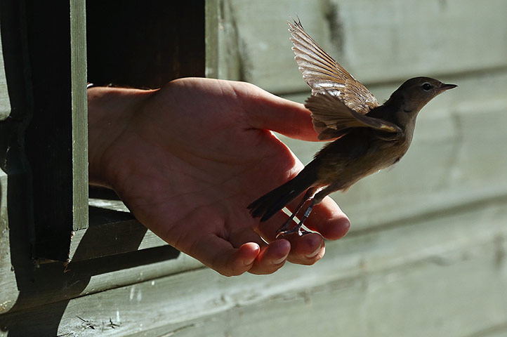 Recording Birds: Birds Are Recorded At One Of The Worlds Largest Ringing Stations