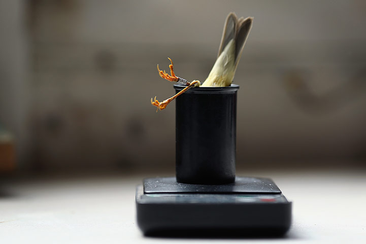 Recording Birds: Birds Are Recorded At One Of The Worlds Largest Ringing Stations