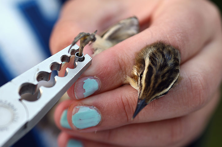 Recording Birds: Birds Are Recorded At One Of The Worlds Largest Ringing Stations