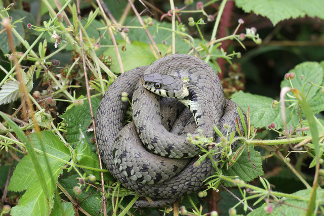 Wildlife July Reptiles: Grass Snake