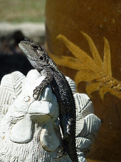 Wildlife July Reptiles: jackie lizard