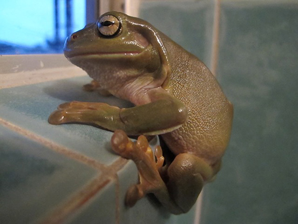 Wildlife July Reptiles: The Green Guy