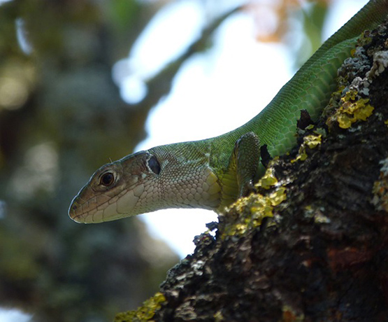 Wildlife July Reptiles: Balkan wall lizard on an almond tree in my garden