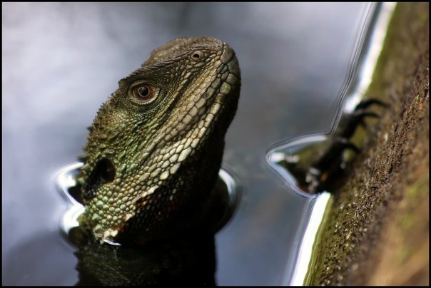 Wildlife July Reptiles: Water Dragon