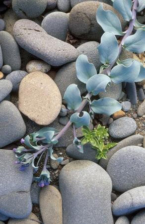 Week in wildlife: Species highlight coastal changes