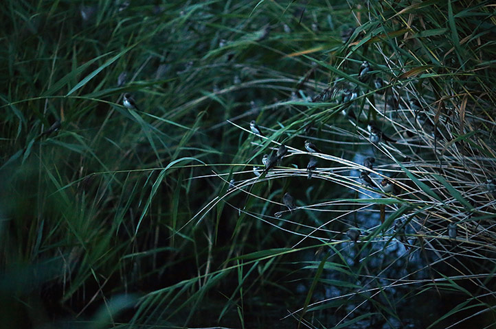 Week in wildlife: Birds Are Recorded At One Of The Worlds Largest Ringing Stations