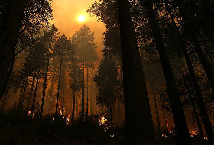 Week in wildlife: Rim Fire Burns Near Yosemite National Park