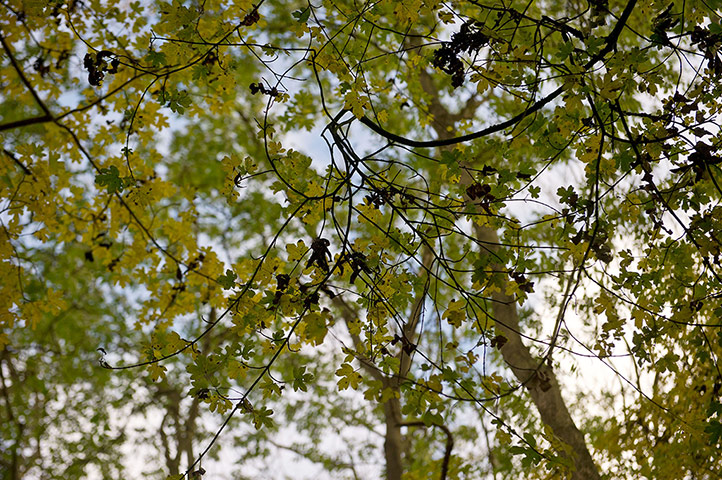 Week in wildlife: Woodland Trust Inspect Trees For Signs Of Ash Dieback Disease