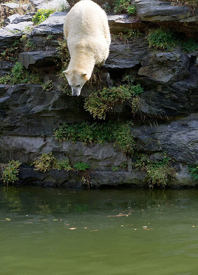 Polar Bear dip