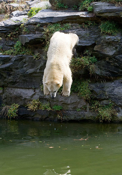 Polar bear dip