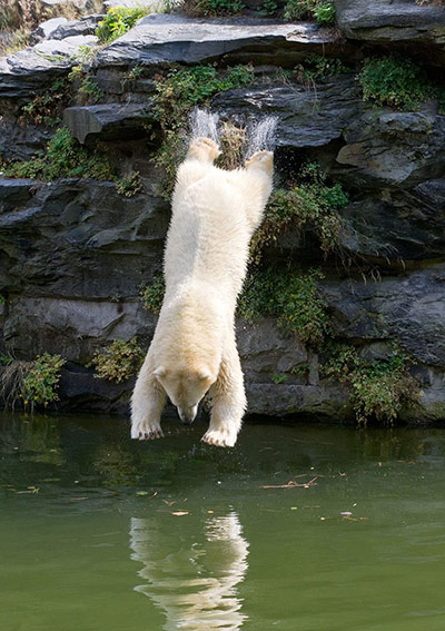 Polar bear dip