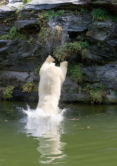 Polar bear dip