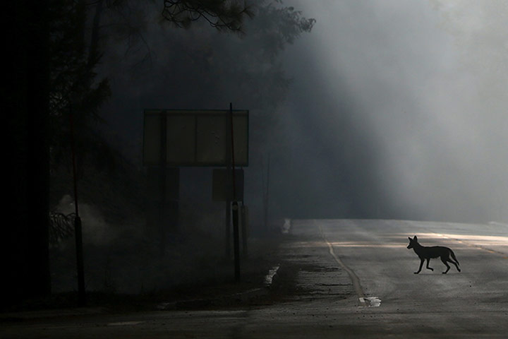 wildfire: Rim Fire Burns Near Yosemite National Park