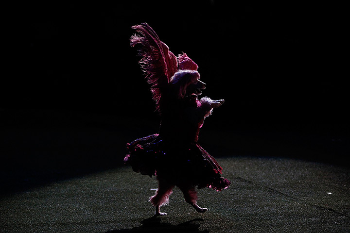 Weekend in pictures: Panama City, Panama: A dog performs in 