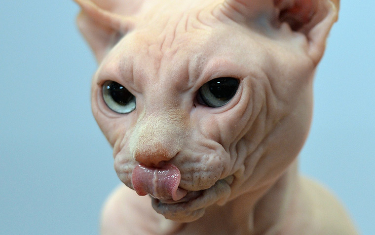 Weekend in pictures: Leipzig, Germany: A sphynx cat during the 