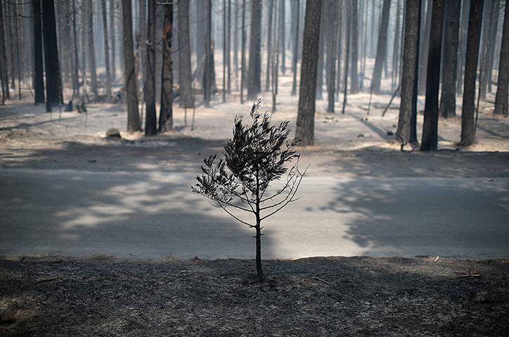 Weekend in pictures: Groveland, USA: The remains of a small tree stands near trees burned by the