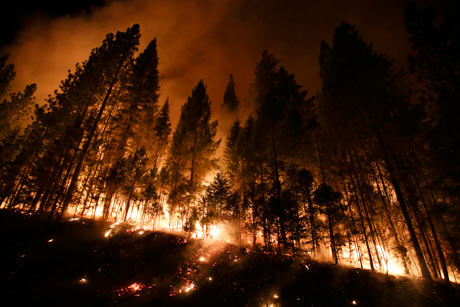 Trees burn during the Rim Fire near Yosemite National Park, California.