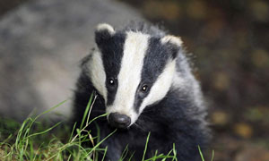 A badger