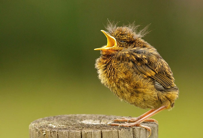 Woodland Trust : 2013 Woods & wildlfe photography competition