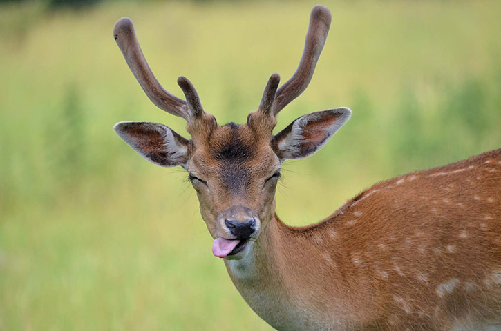 Woodland Trust : 2013 Woods & wildlfe photography competition