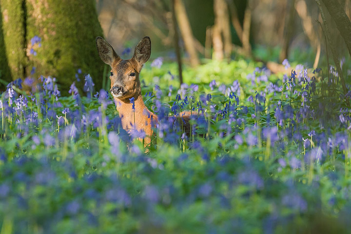 Woodland Trust : 2013 Woods & wildlfe photography competition