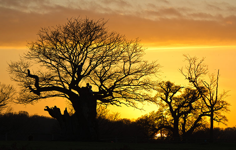 Woodland Trust : 2013 Woods & wildlfe photography competition