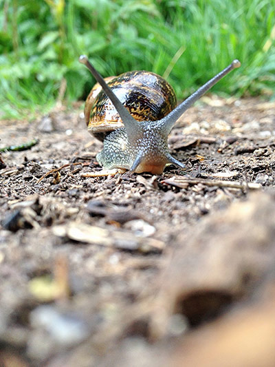 Woodland Trust : 2013 Woods & wildlfe photography competition