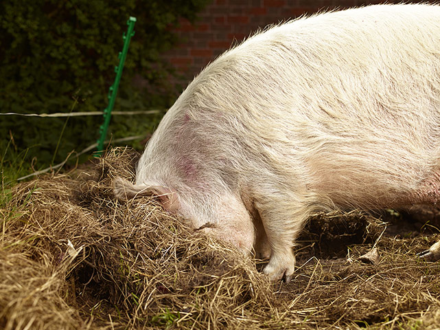 original observer: Pig #1