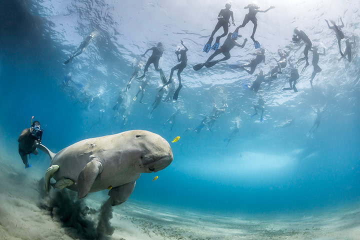 2013 WPY: dugong