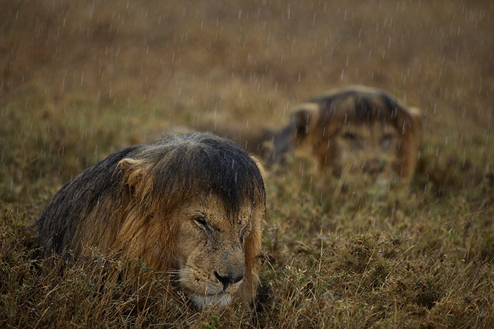 2013 WPY: Lions