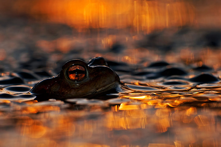 2013 WPY: toad’s eye