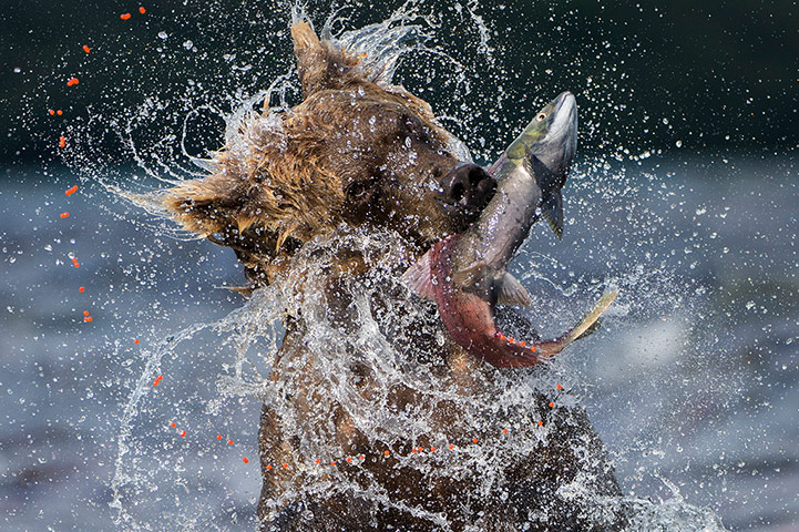 2013 WPY: Bear fishing sockeye salmon