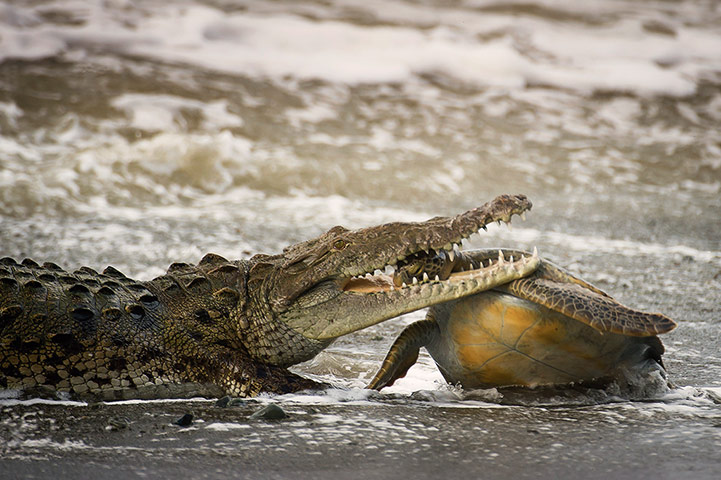 2013 WPY: crocodile with a large green turtle
