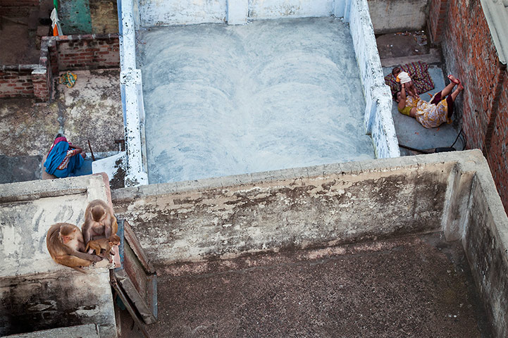 2013 WPY: rhesus macaques