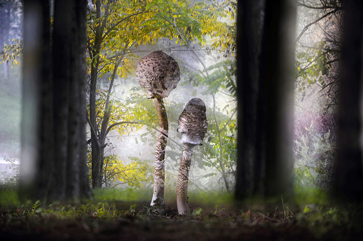 2013 WPY: two parasol mushrooms