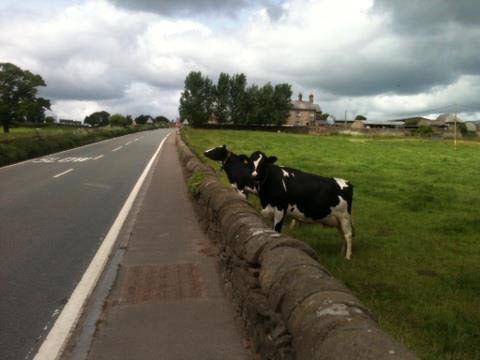 Highlight of your run: cows by the road