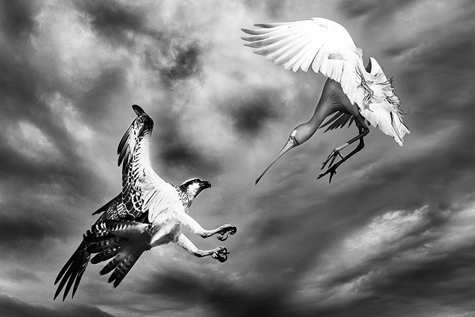 Nature photographer: Osprey