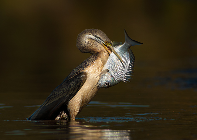 Nature photographer: Australasian Darter 
