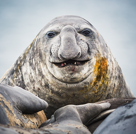 Nature photographer: Portrait of an Elephant seal