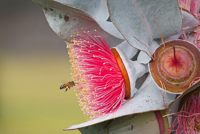 Nature photographer: Bee visiting Eucalyptus