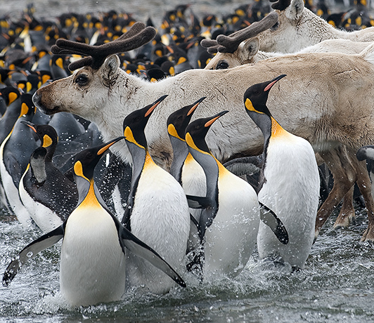 Nature photographer: King Penguins and reindeer