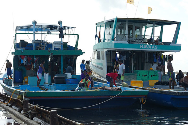 Pole line tuna fishing: tuna fishing boats