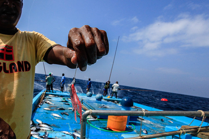 Pole line tuna fishing: fishing hook